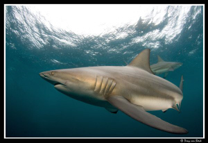 Oceanic blacktip by Dray Van Beeck 
